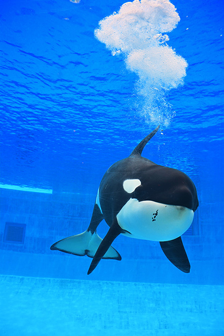右下アゴに黒いホクロのような模様があるシャチの“リン”/名古屋港水族館(愛知県/名古屋市)