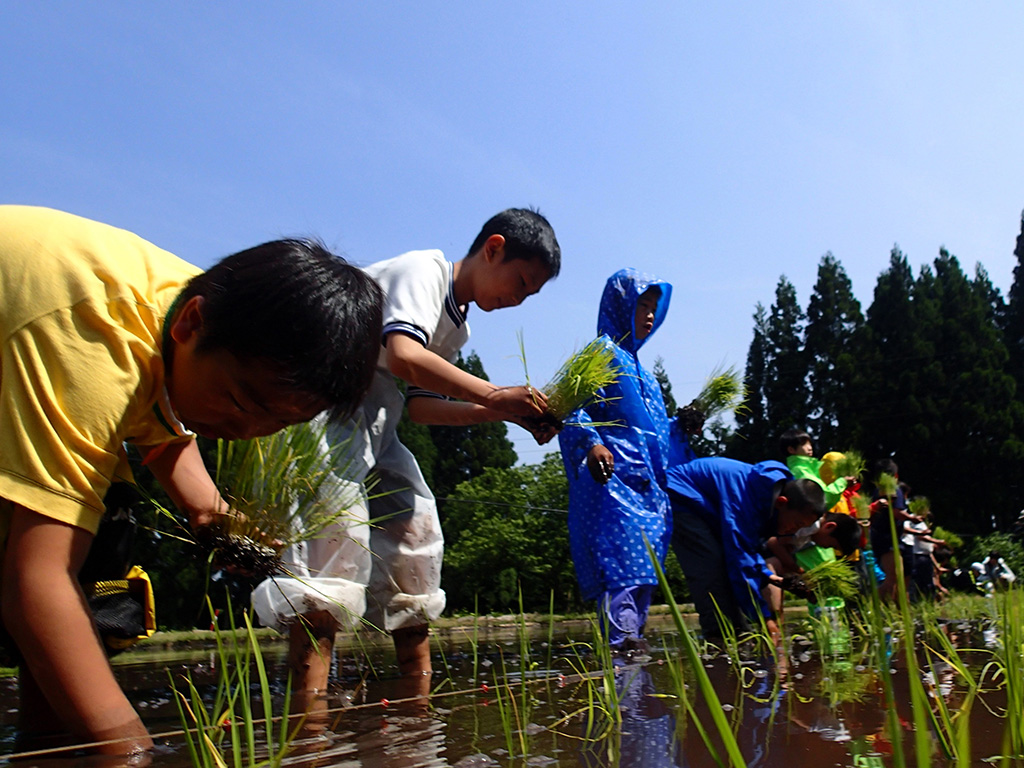田植え体験「尼崎市立美方高原自然の家とちのき村」