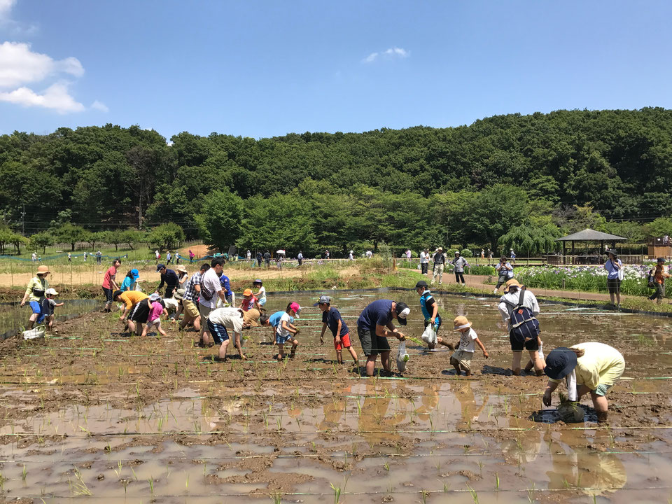 田植え体験「オリーブパーク東京」(東京都/東村山市)