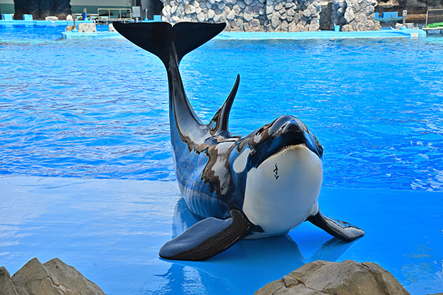名古屋港水族館のシャチ(愛知県/名古屋市)