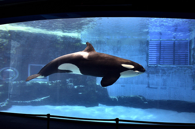 シャチプールで泳いでいる様子/名古屋港水族館(愛知県/名古屋市)