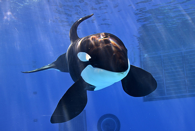 シャチの“アース”/名古屋港水族館(愛知県/名古屋市)