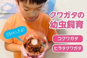 コクワガタ・ヒラタクワガタの幼虫の育て方レポート！マットと菌糸瓶で大きくな～れ