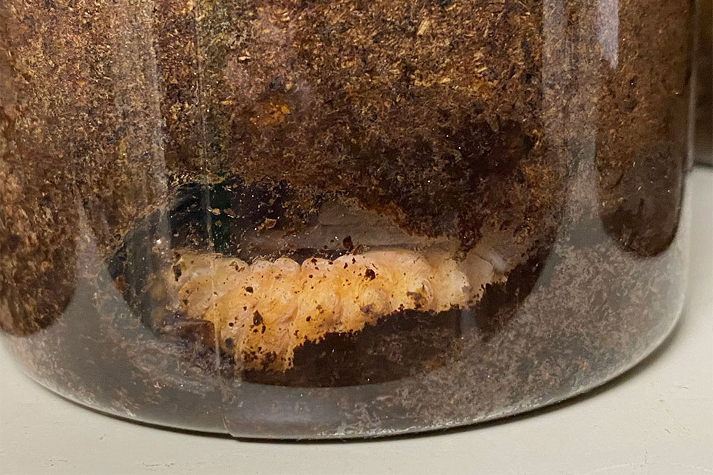 クワガタの幼虫がふ化した様子