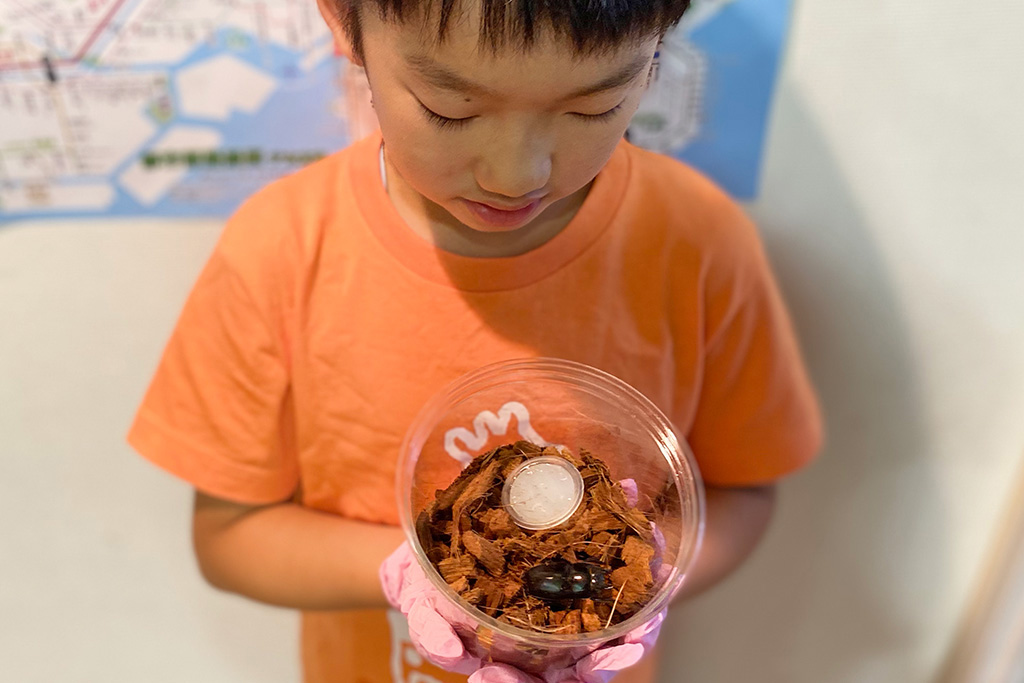 新しい昆虫マットに移されたメスのクワガタ