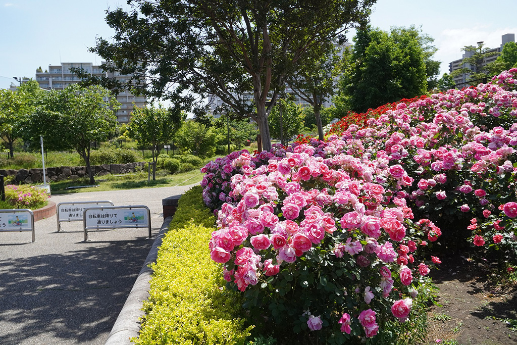 バラ花壇/新田さくら公園(東京都/足立区)