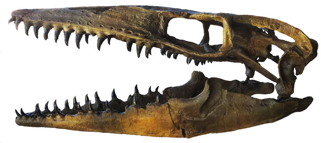モササウルスの骨格標本/DinoScience 恐竜科学博(神奈川県/横浜市)