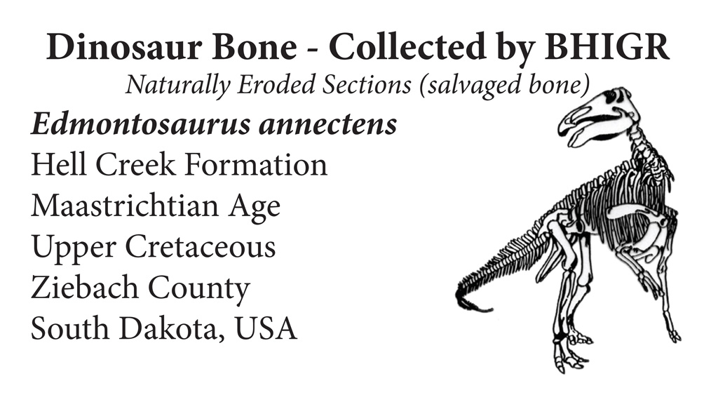BHI保証書イメージ/DinoScience 恐竜科学博(神奈川県/横浜市)