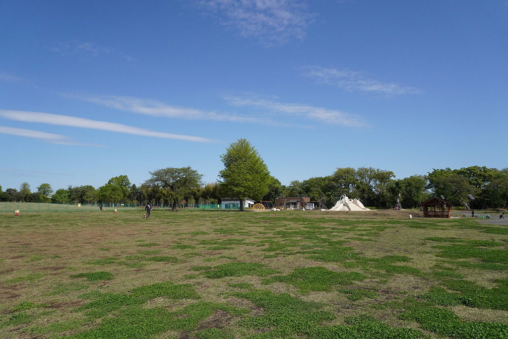 芝生広場/都立高井戸公園(東京都/杉並区)