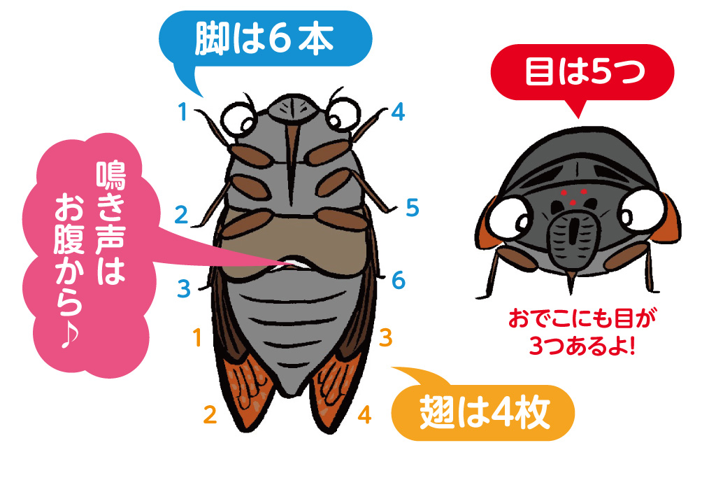セミの特徴や種類/昆虫芸人 堀川ランプ監修