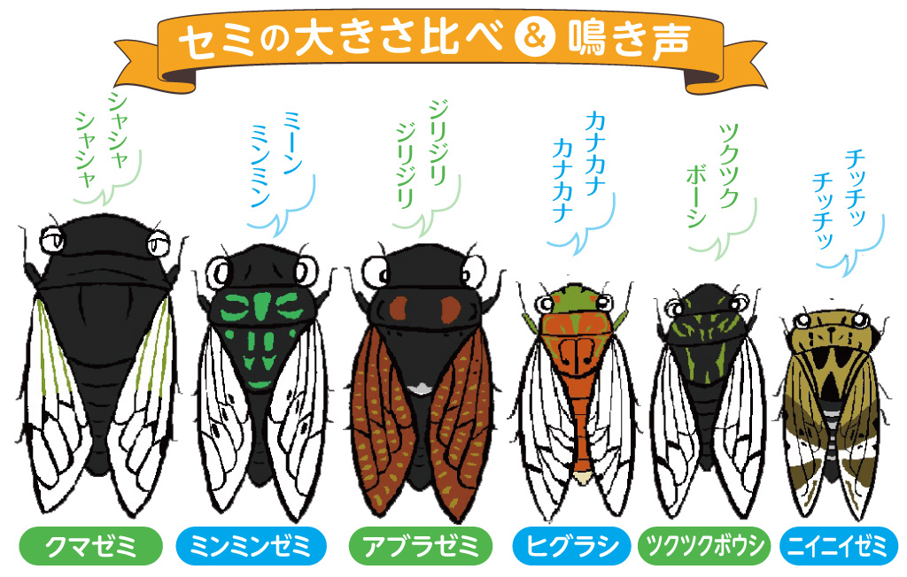 セミの種類と鳴き声/昆虫芸人 堀川ランプ監修