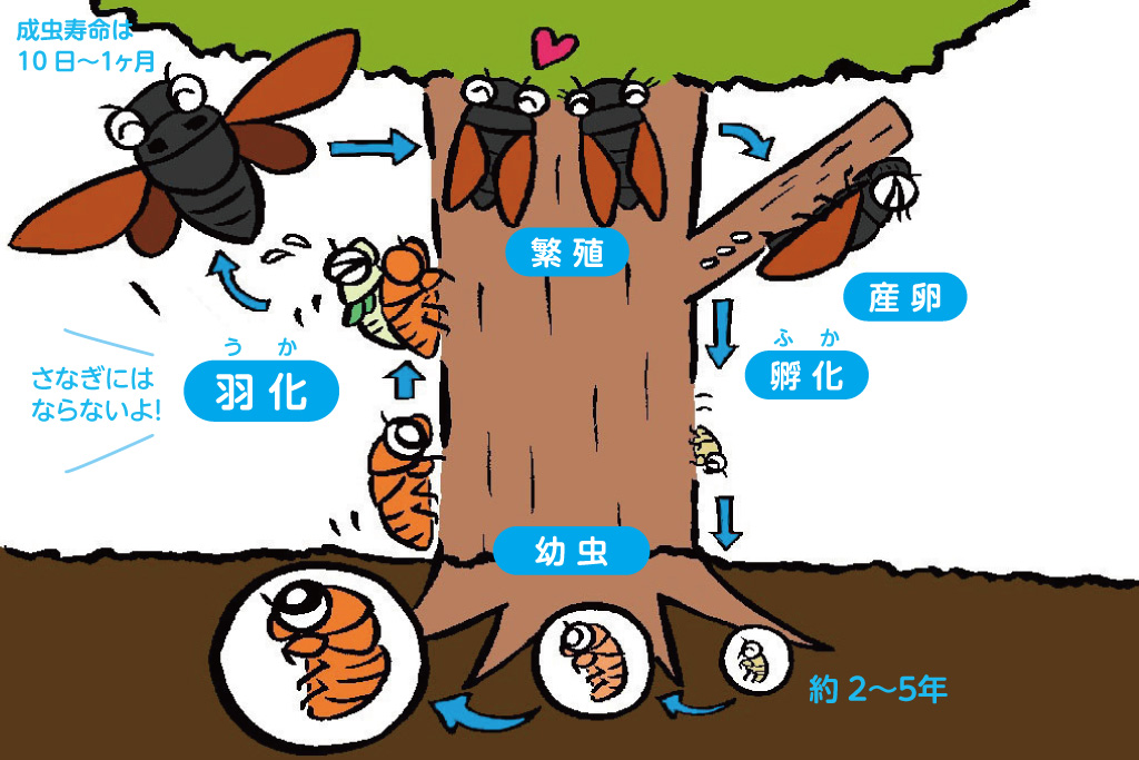セミの一生/昆虫芸人 堀川ランプ監修