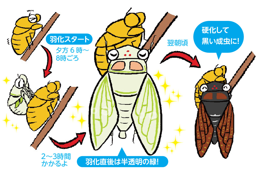 セミの羽化の観察/昆虫芸人 堀川ランプ監修