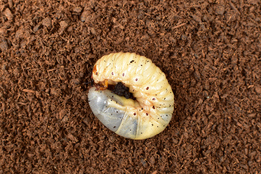 カブトムシ 幼虫 土 の 上