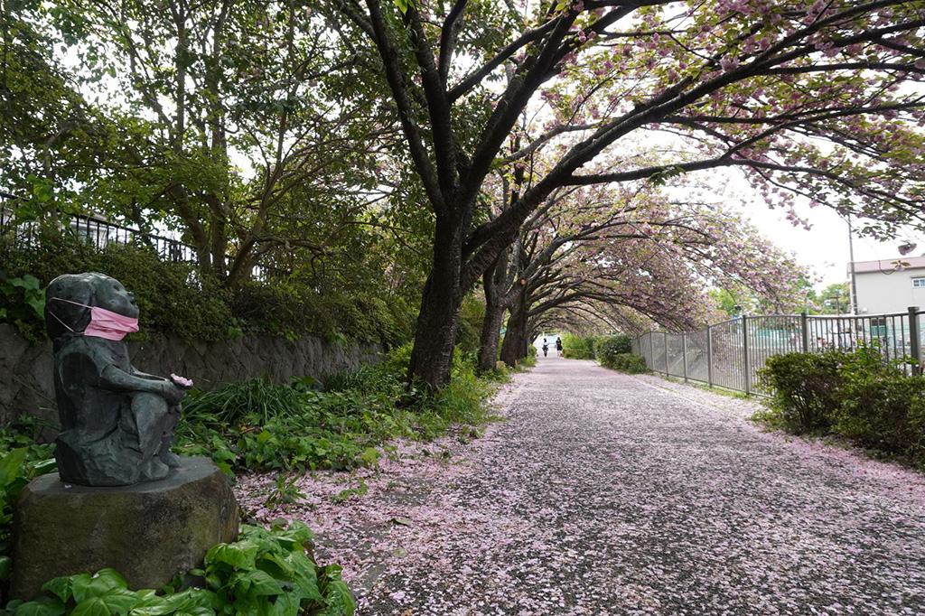 善福寺川沿いのサクラ/都立和田堀公園(東京都/杉並区)