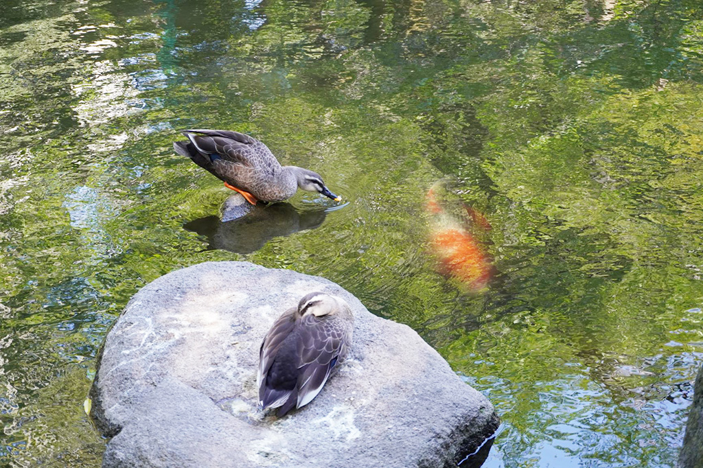 カルガモやコイ/蚕糸の森公園(東京都/杉並区)