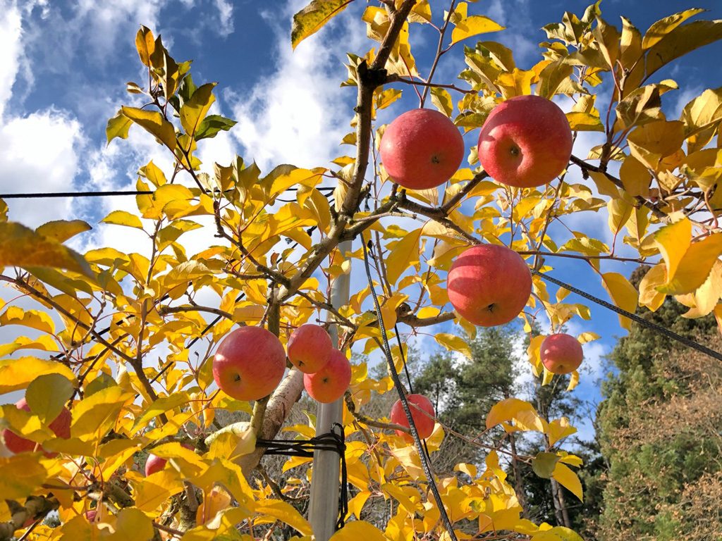 岩手県 宮城県の秋の味覚 果物狩りスポット3選 22 ぶどう狩り りんご狩りなど るるぶkids