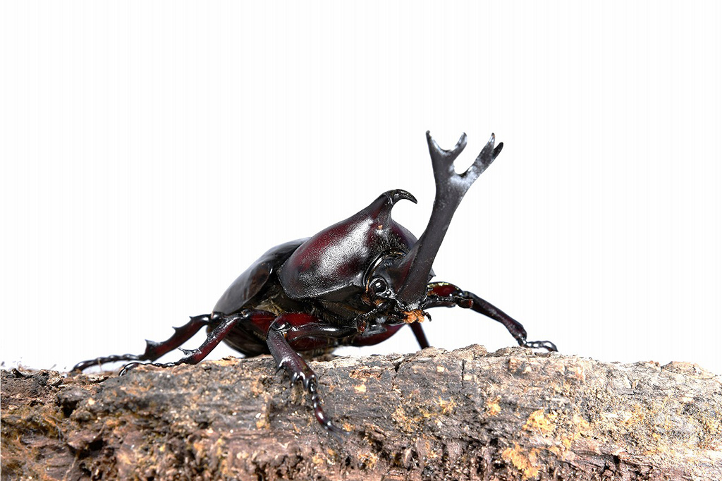 カブトムシ/足立区生物園(東京都/足立区)