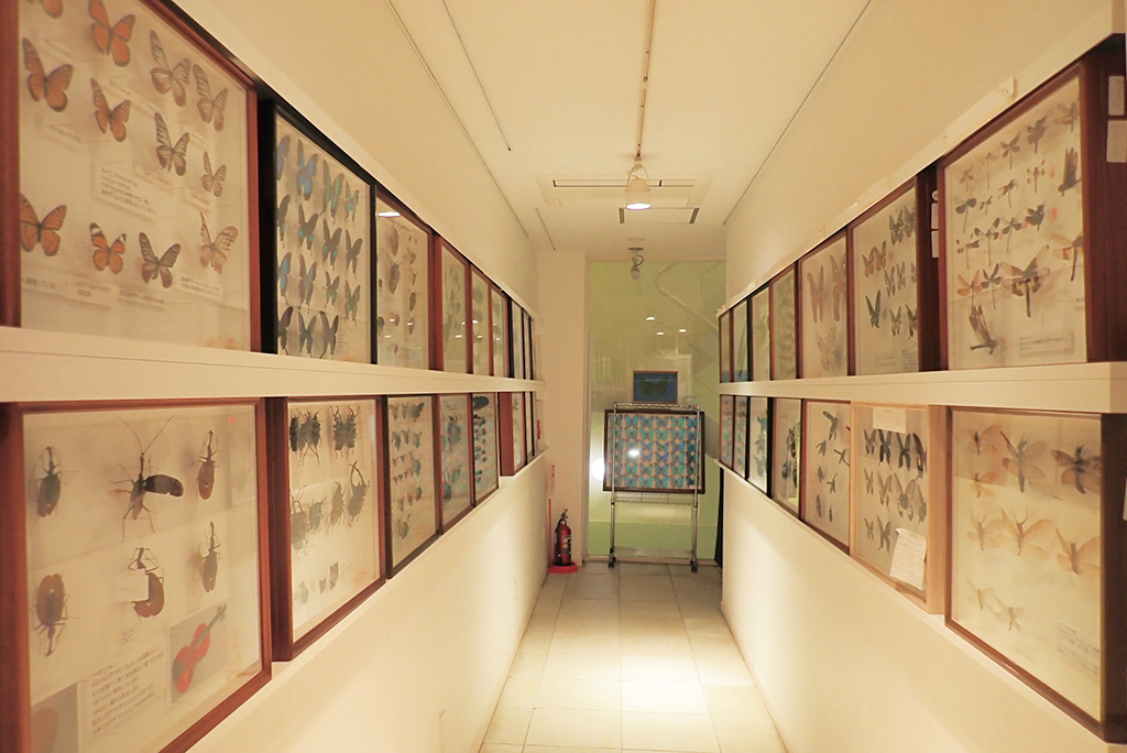 館内の昆虫標本/ファーブル昆虫館「虫の詩人の館」(東京都/文京区)