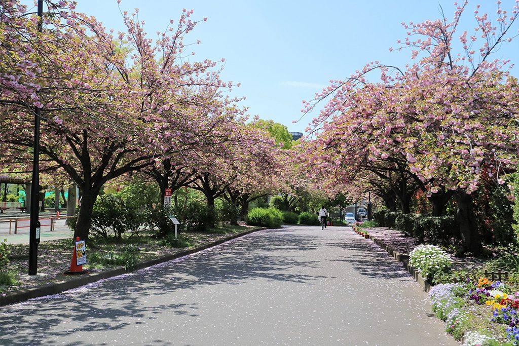 C地区/亀戸中央公園(東京都/江東区)