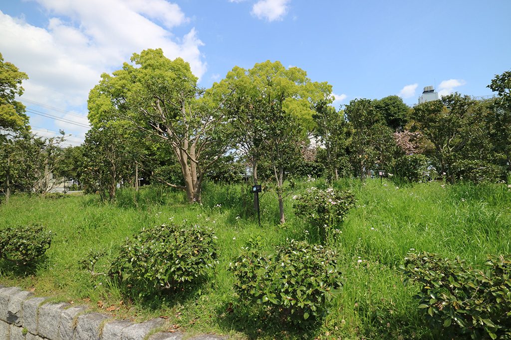 サザンカコーナー/亀戸中央公園(東京都/江東区)