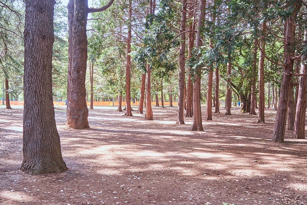 雑木林/代々木公園(東京都/渋谷区)