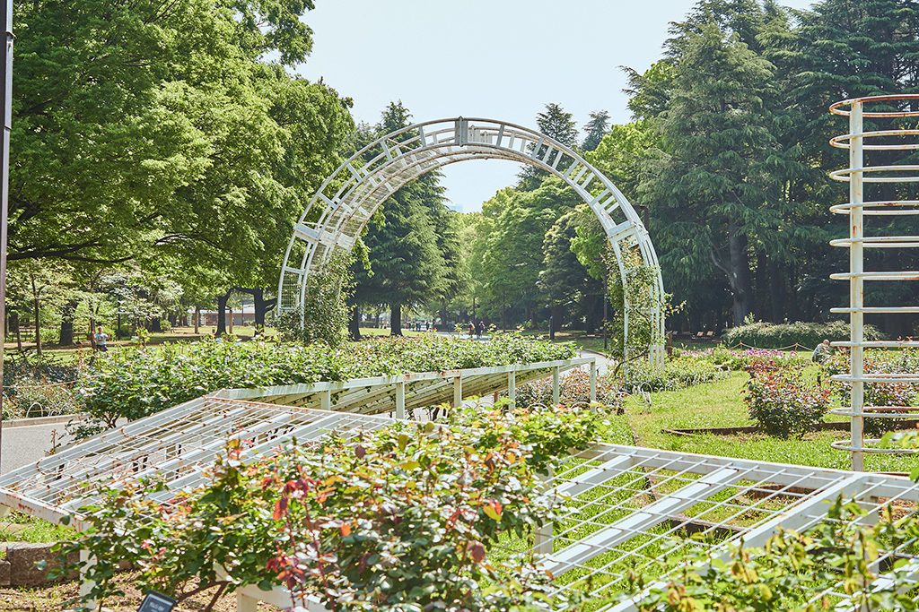 バラ園/代々木公園(東京都/渋谷区)