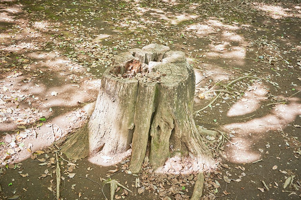 切り株/代々木公園(東京都/渋谷区)