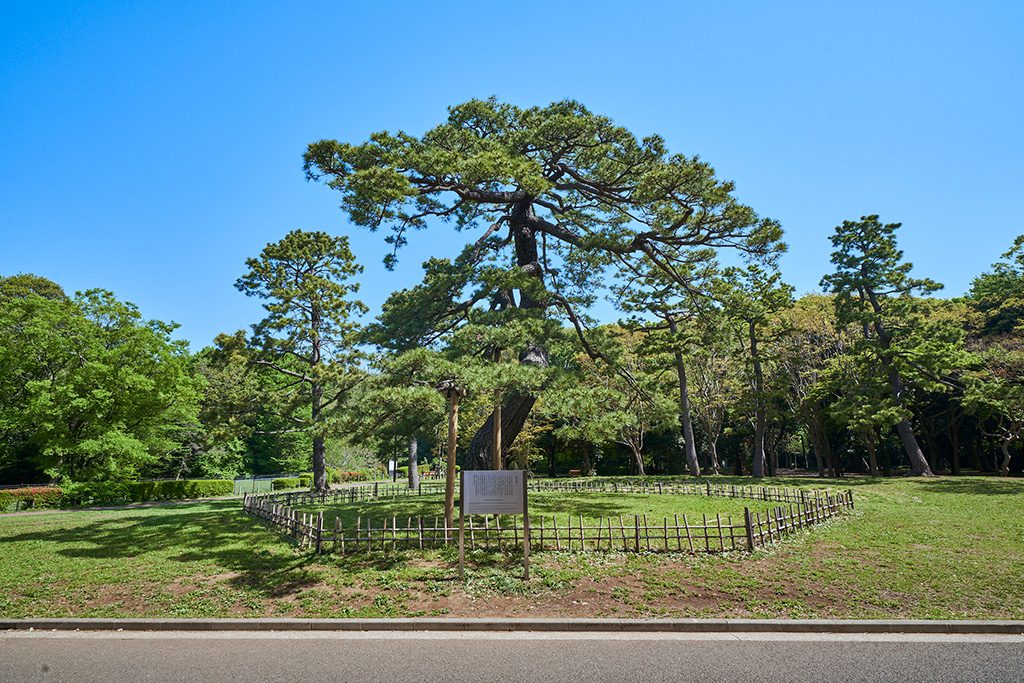 閲兵式の松/代々木公園(東京都/渋谷区)
