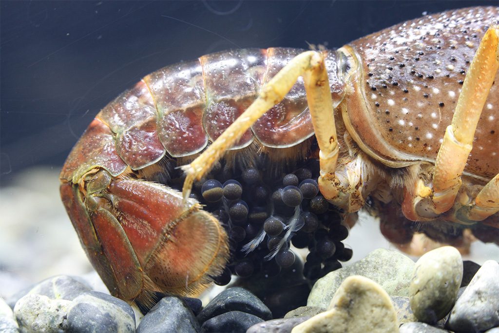 ザリガニの卵