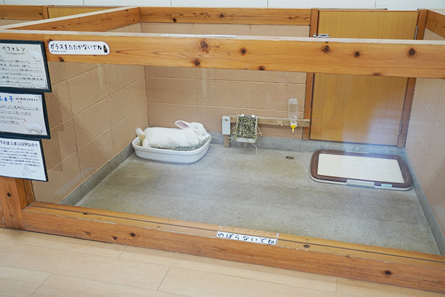 「ラビットワーレン」/淡路ファームパーク イングランドの丘(兵庫県/南あわじ市)