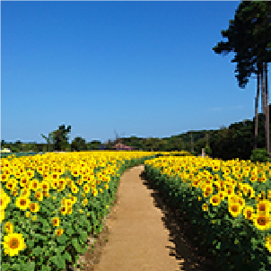 ひまわり/淡路ファームパーク イングランドの丘(兵庫県/南あわじ市)