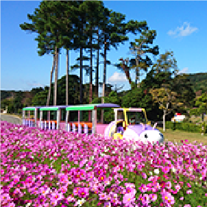 コスモス/淡路ファームパーク イングランドの丘(兵庫県/南あわじ市)