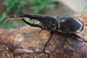 カブトムシ・クワガタ好きにおすすめの昆虫館・体験施設まとめ！展示・ふれあいが満載