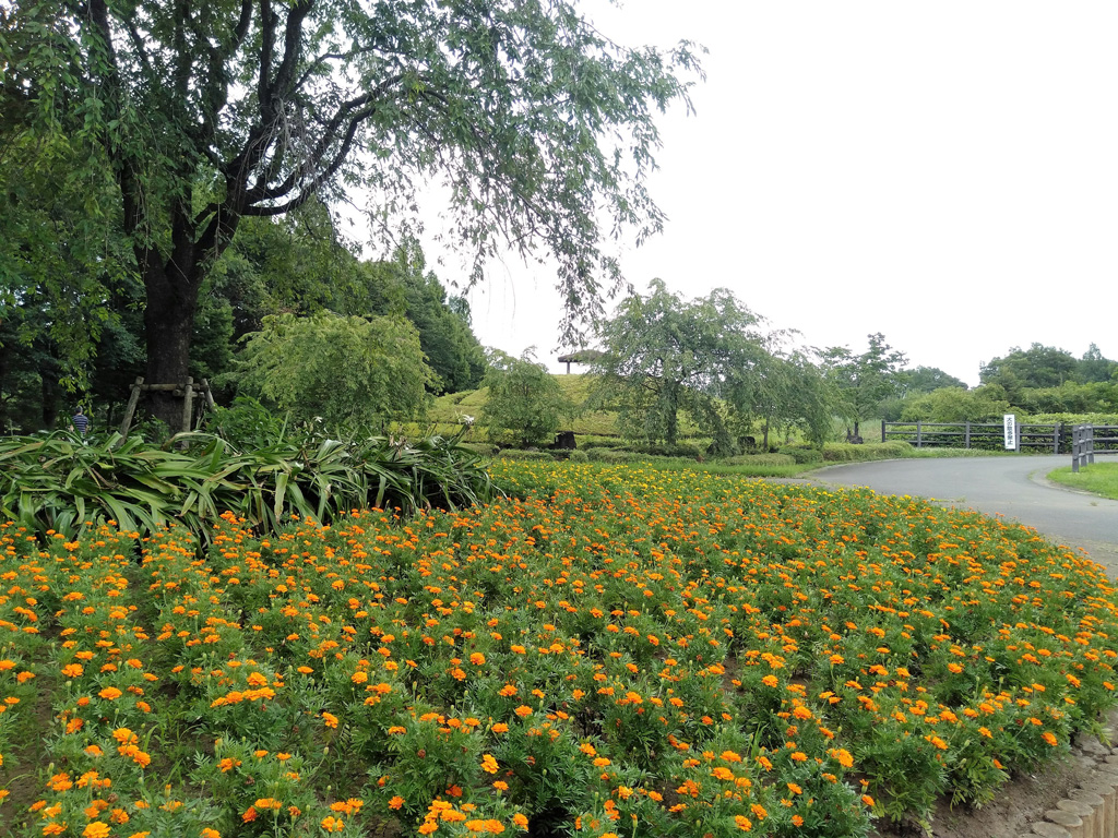 お花畑/大宮花の丘農林公苑(埼玉県/さいたま市)