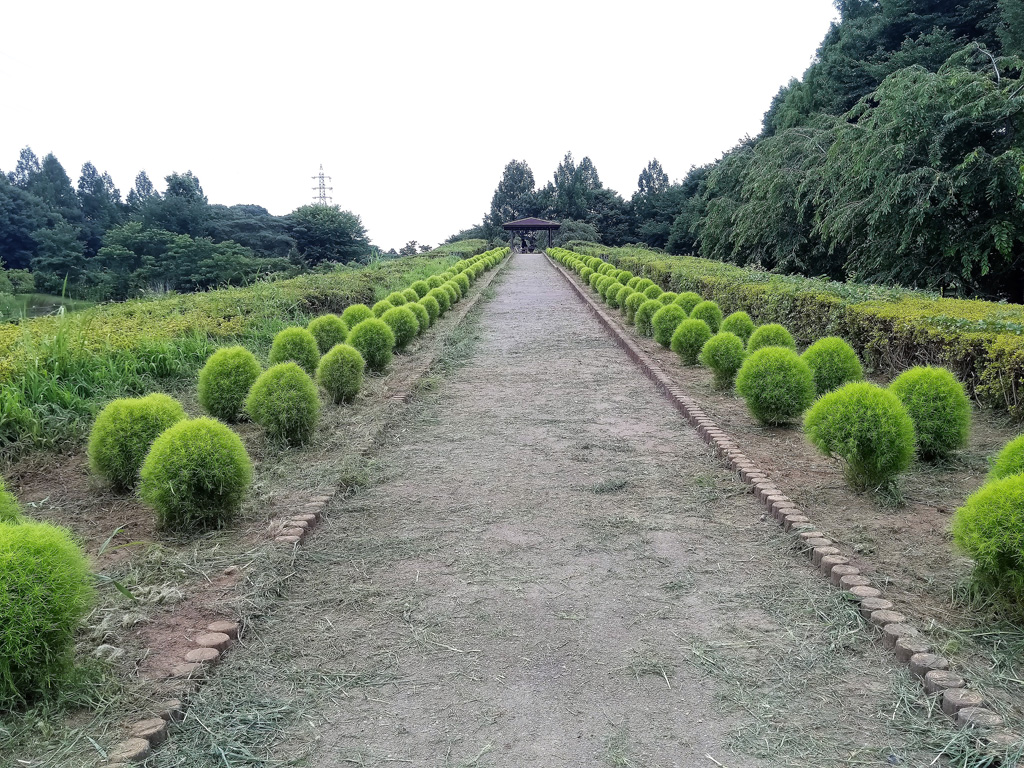 コキアが続く道/大宮花の丘農林公苑(埼玉県/さいたま市)