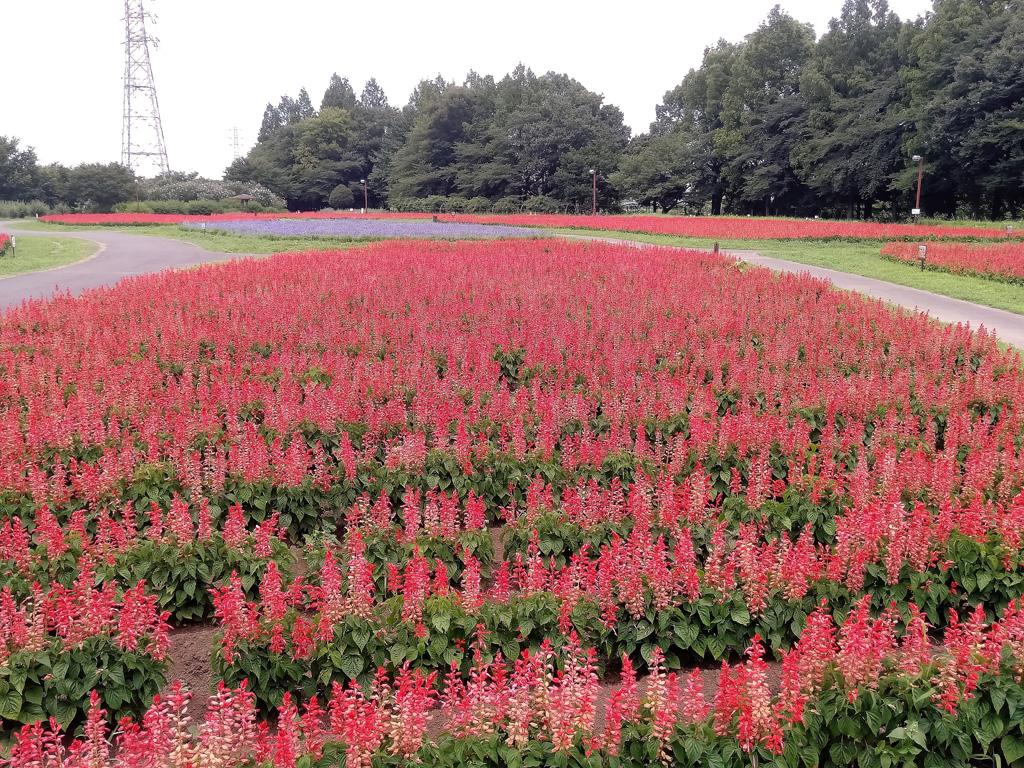 お花畑/大宮花の丘農林公苑(埼玉県/さいたま市)