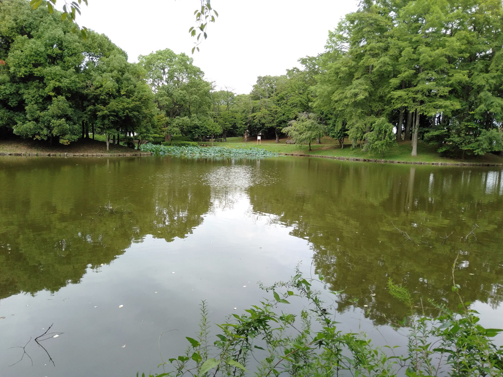 大きな池/松代公園(茨城県/つくば市)
