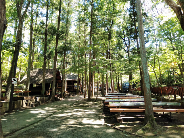 池の周辺は、高い木々が木陰をつくる休憩スポット/ありのみコース(千葉県/市川市)