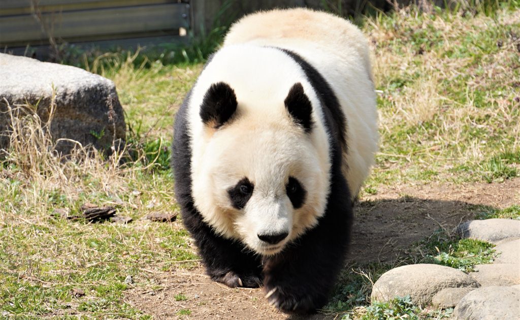 神戸市立王子動物園の見どころは パンダのタンタン コアラは必見 幼児も遊べる遊園地も るるぶkids