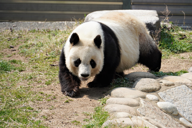 のんびりお散歩中のタンタン/神戸市立王子動物園(兵庫県/神戸市)