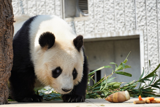 お待ちかねの食事タイムの様子/神戸市立王子動物園(兵庫県/神戸市)