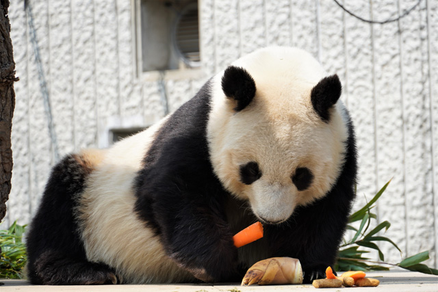 ニンジンからポリポリとお食事タイムの様子/神戸市立王子動物園(兵庫県/神戸市)