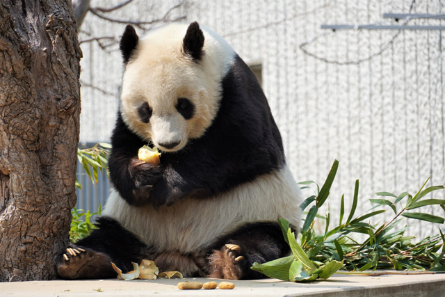 上手にタケノコを食べる様子/神戸市立王子動物園(兵庫県/神戸市)