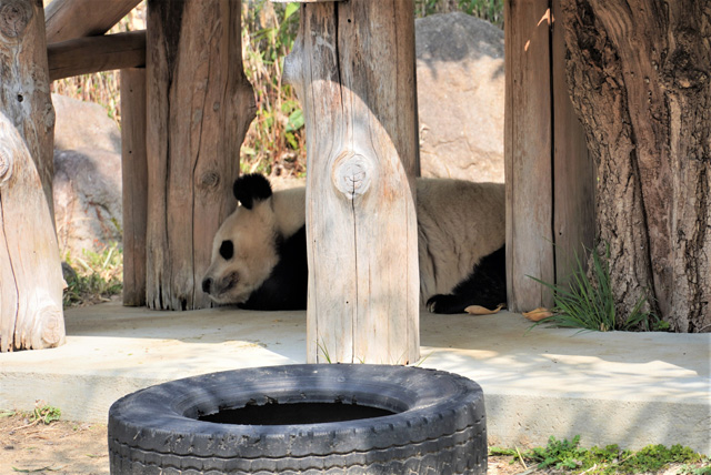 お昼寝タイムの様子/神戸市立王子動物園(兵庫県/神戸市)