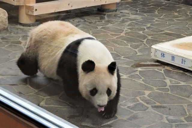 ペロリと舌を出した顔もかわいらしいタンタン/神戸市立王子動物園(兵庫県/神戸市)