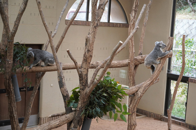 木を登ったり下りたり活発に動くコアラたち/神戸市立王子動物園(兵庫県/神戸市)
