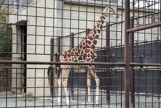 のんびりと歩き回っている3頭のキリン/神戸市立王子動物園(兵庫県/神戸市)