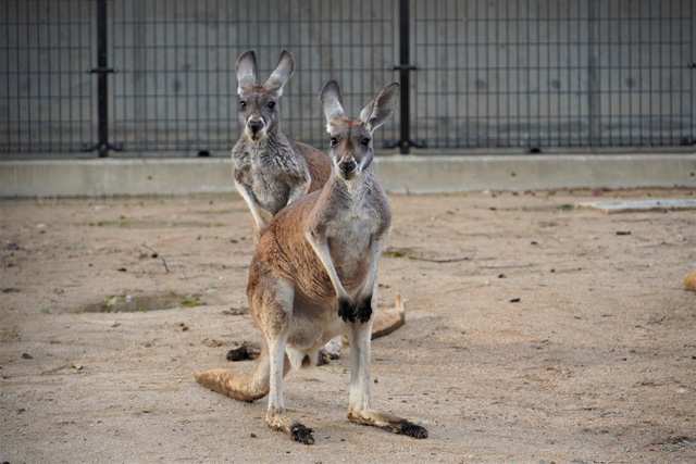 ぴょんぴょんと飛び回っているカンガルー/神戸市立王子動物園(兵庫県/神戸市)