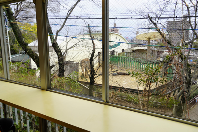 ゾウが見えるカウンター席/神戸市立王子動物園(兵庫県/神戸市)
